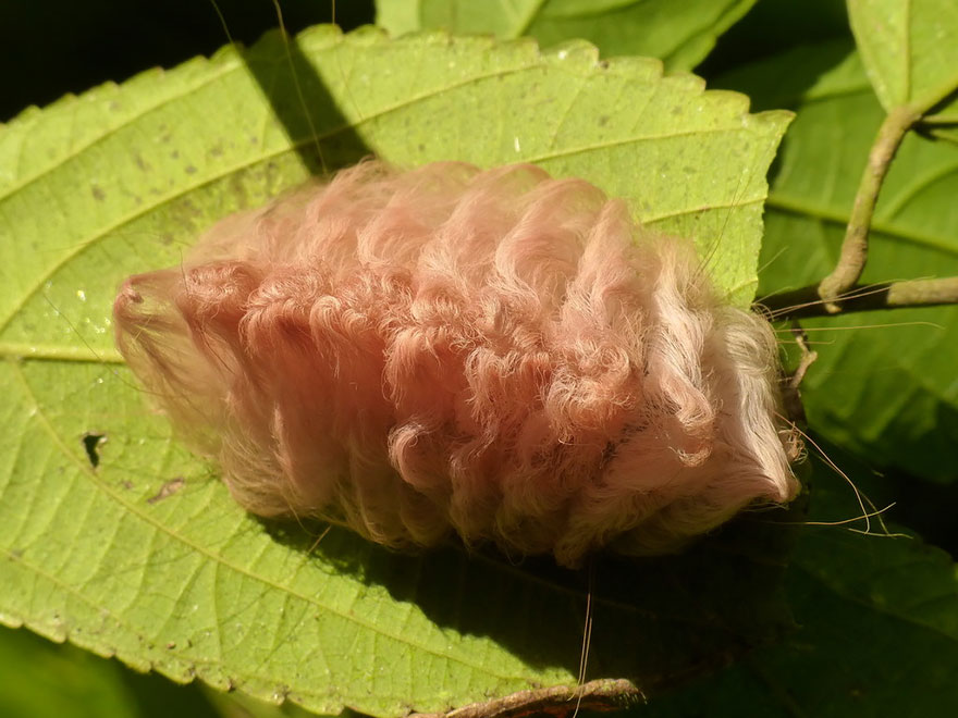 transformacion-orugas-en-mariposas-12-1