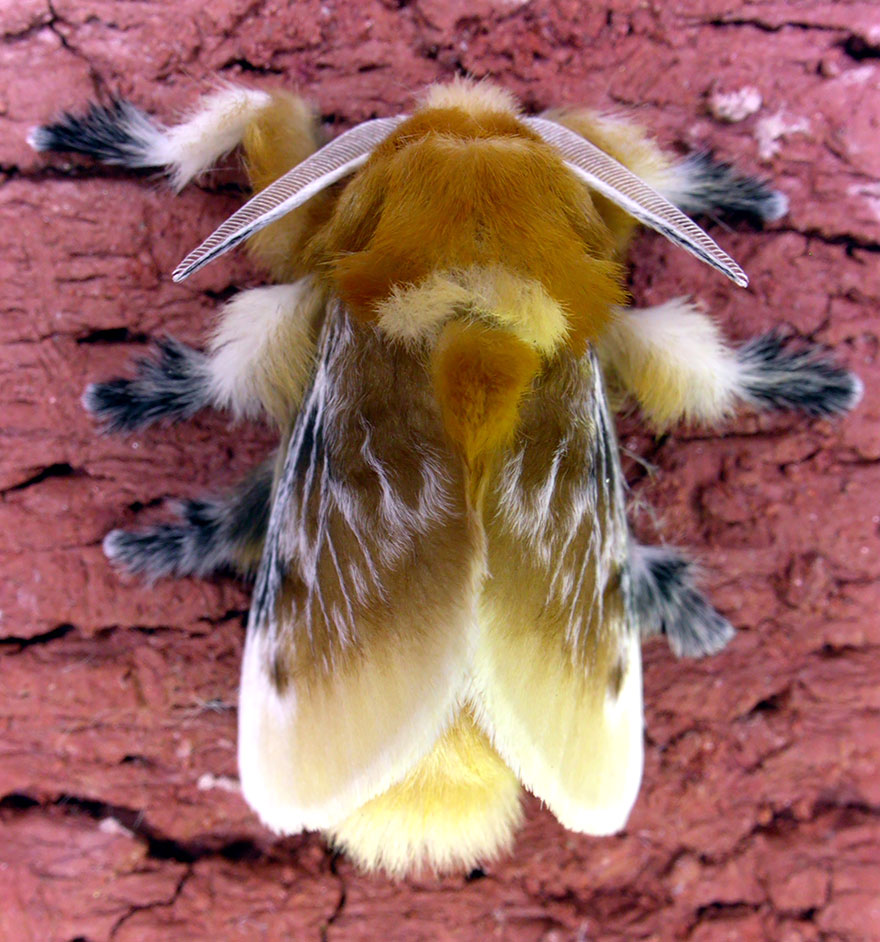 transformacion-orugas-en-mariposas-12-2
