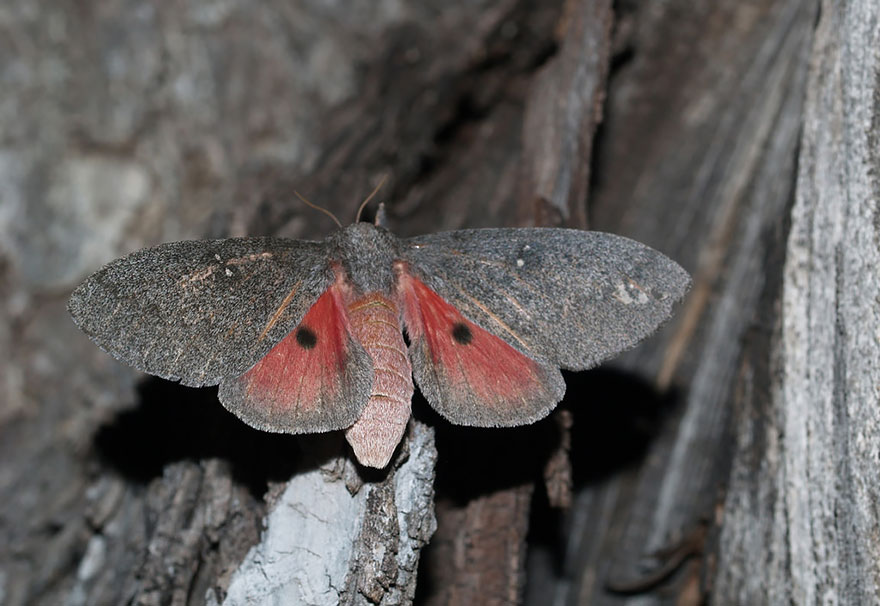 transformacion-orugas-en-mariposas-13-2
