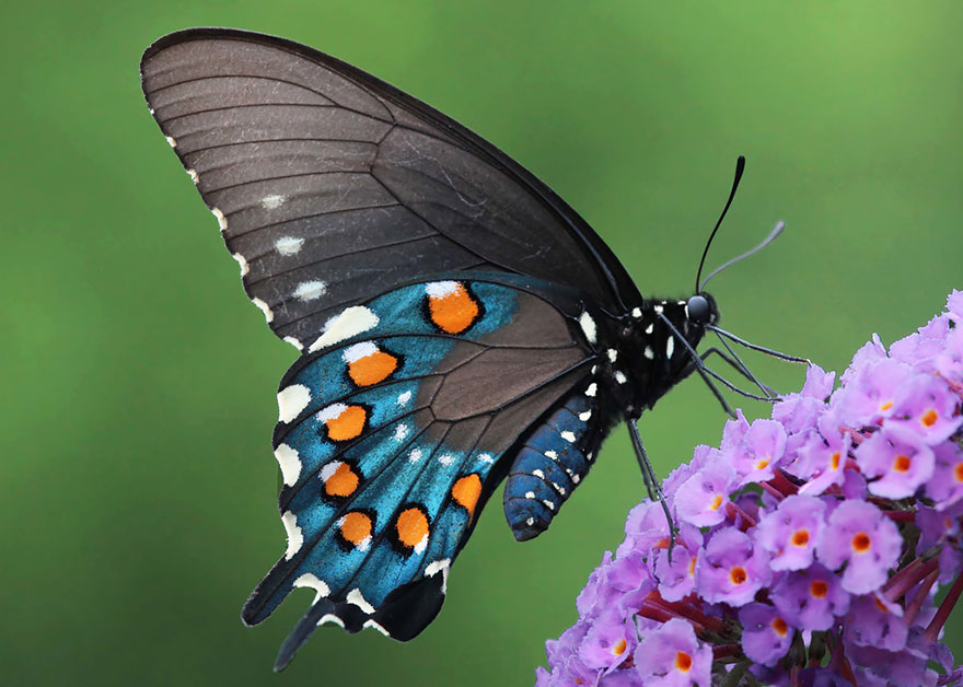 transformacion-orugas-en-mariposas-14-2