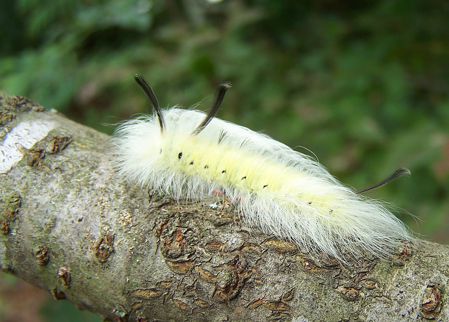 transformacion-orugas-en-mariposas-15-1