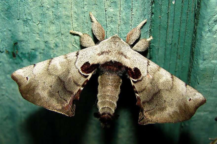 transformacion-orugas-en-mariposas-15-2