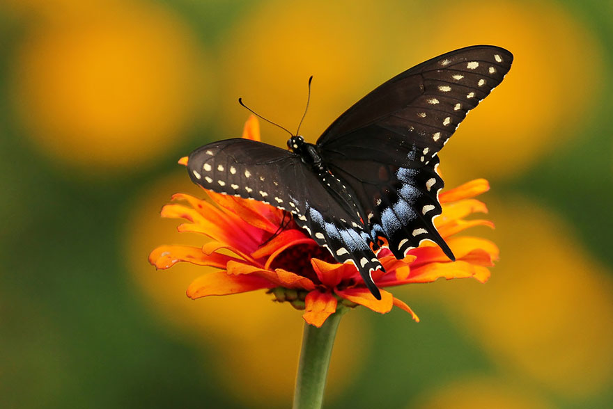 transformacion-orugas-en-mariposas-16-2