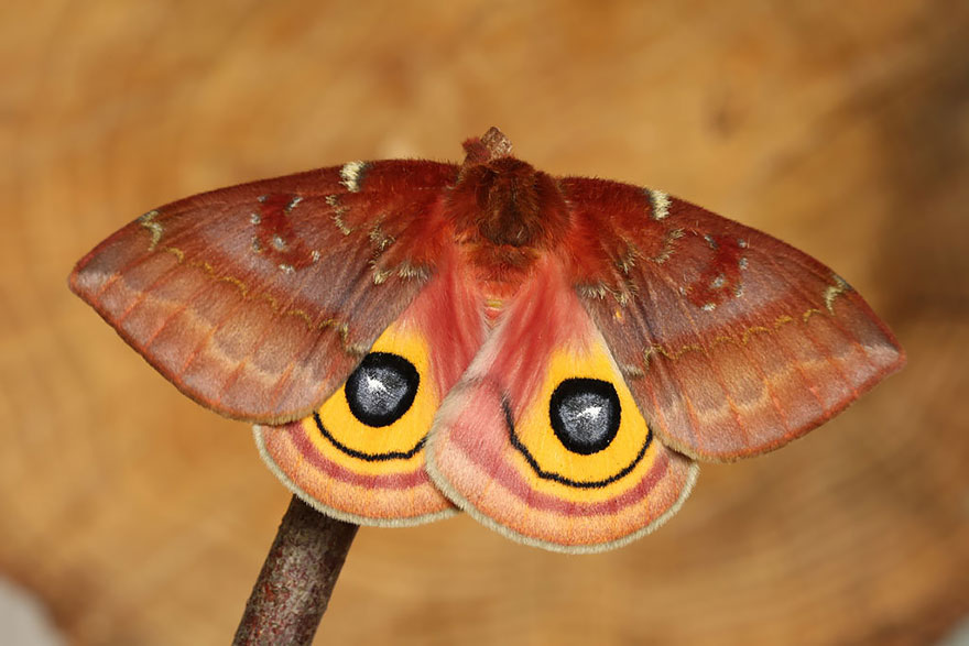 transformacion-orugas-en-mariposas-17-2