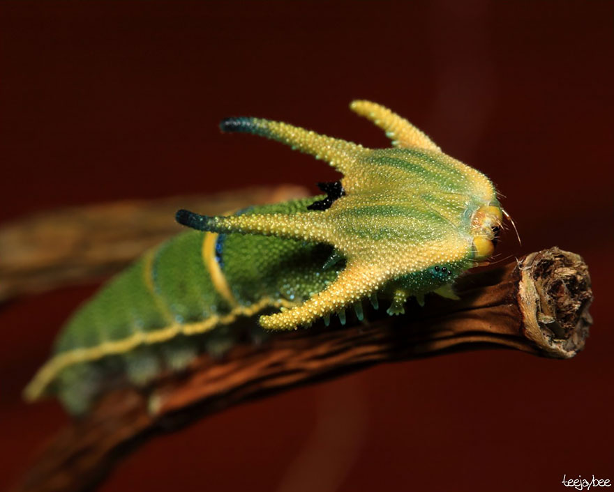 transformacion-orugas-en-mariposas-18-1
