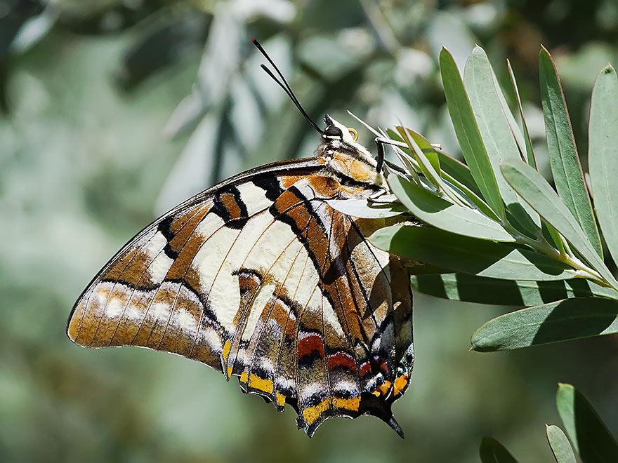transformacion-orugas-en-mariposas-18-2