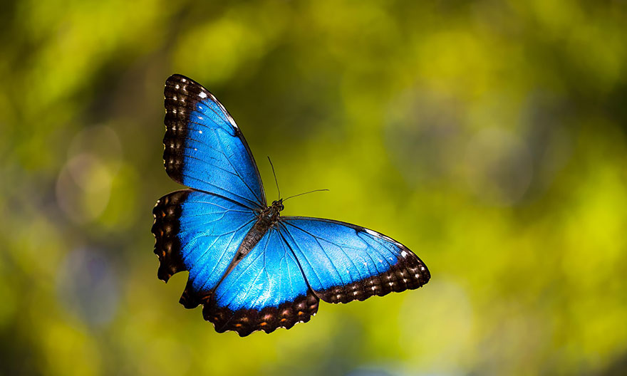 transformacion-orugas-en-mariposas-19-2