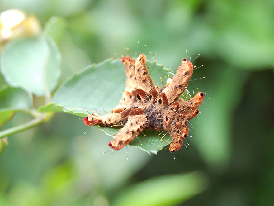 transformacion-orugas-en-mariposas-2-1