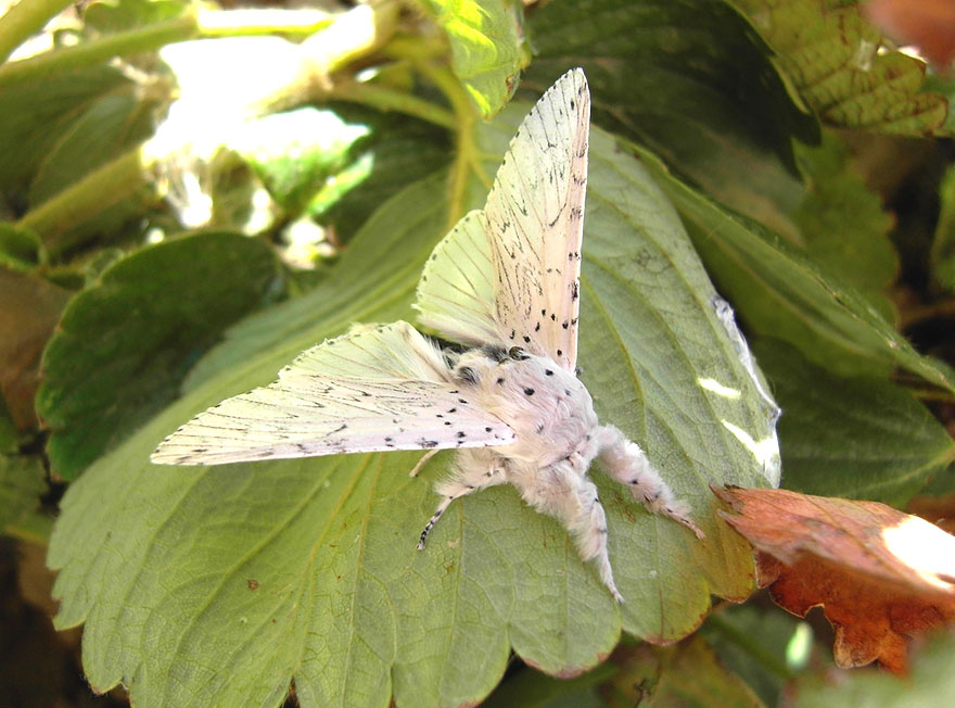 transformacion-orugas-en-mariposas-21-1