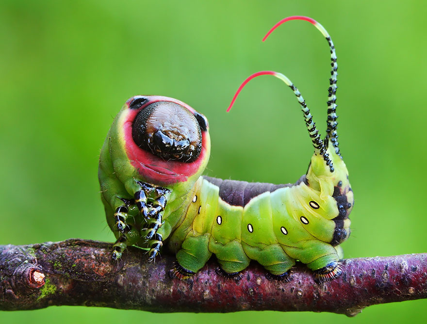 transformacion-orugas-en-mariposas-21-2