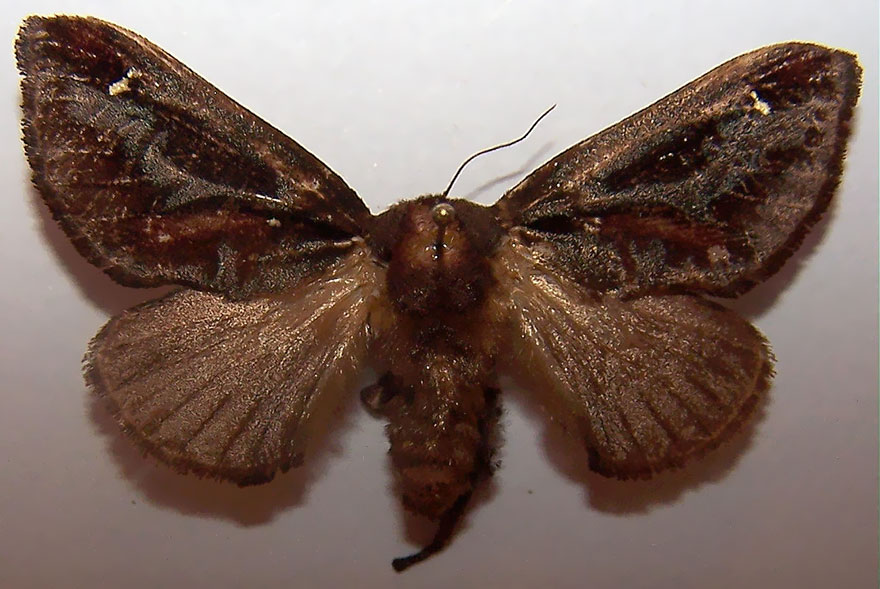transformacion-orugas-en-mariposas-3-2