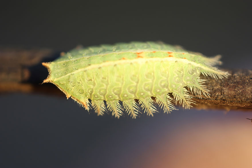 transformacion-orugas-en-mariposas-4-1