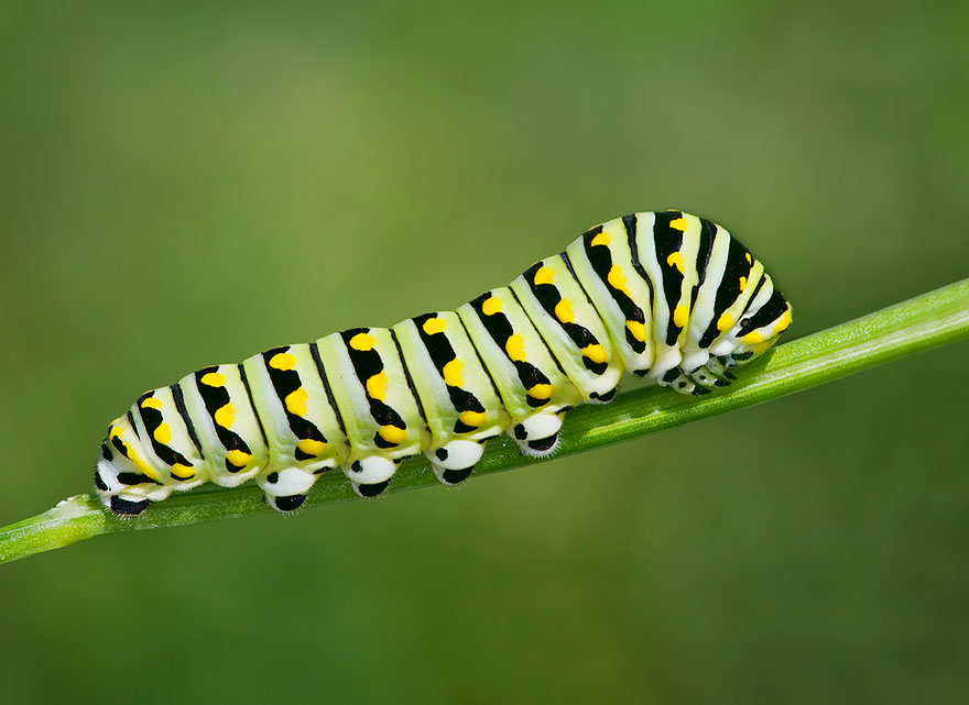 transformacion-orugas-en-mariposas-5-1