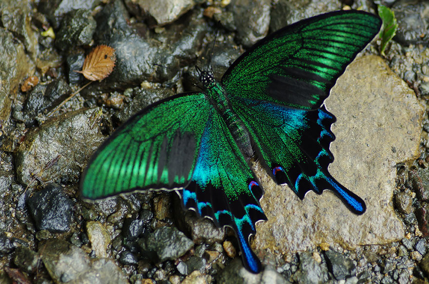 transformacion-orugas-en-mariposas-5-2