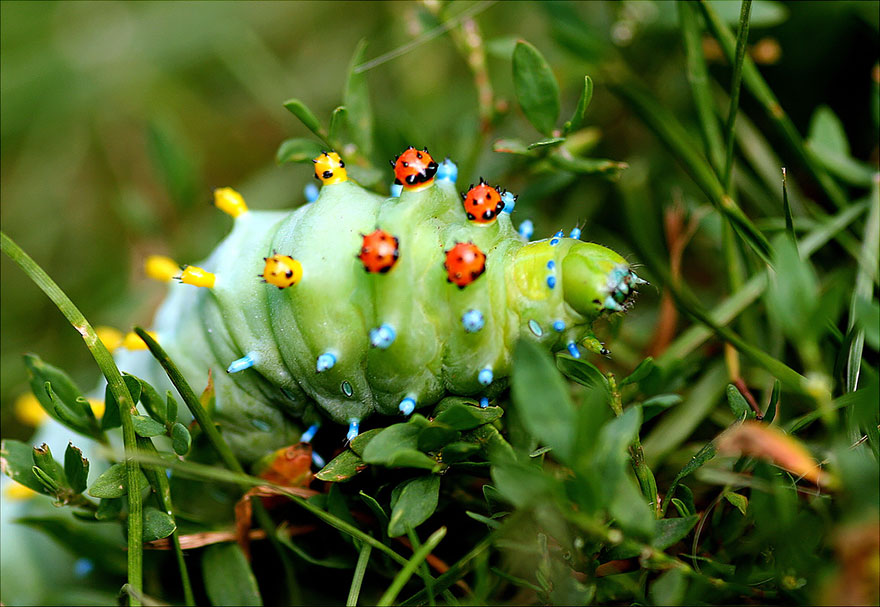 transformacion-orugas-en-mariposas-6-1