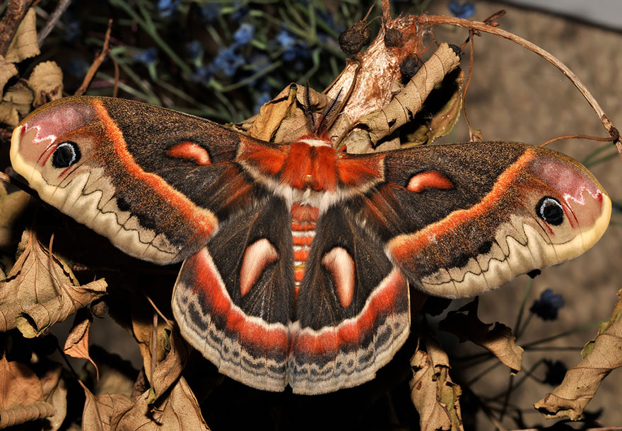 transformacion-orugas-en-mariposas-6-2