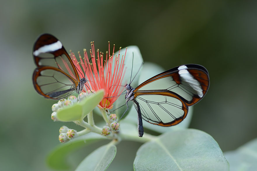 transformacion-orugas-en-mariposas-8-2