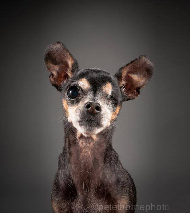 viejo-fiel-retratos-perros-pete-thorne-1