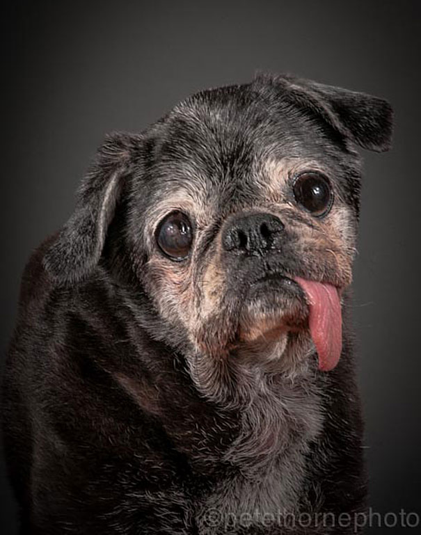 viejo-fiel-retratos-perros-pete-thorne-10