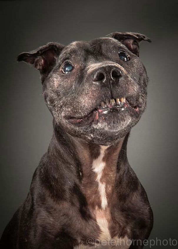 viejo-fiel-retratos-perros-pete-thorne-11