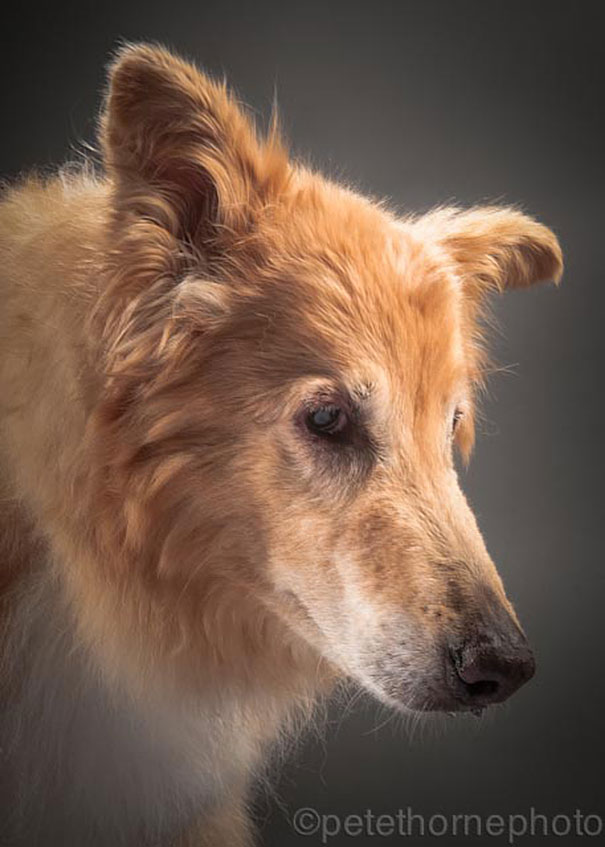 viejo-fiel-retratos-perros-pete-thorne-12