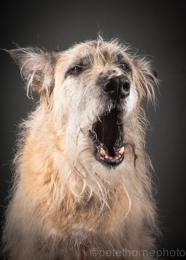 viejo-fiel-retratos-perros-pete-thorne-13