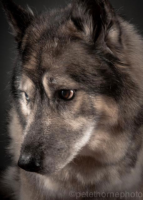 viejo-fiel-retratos-perros-pete-thorne-14