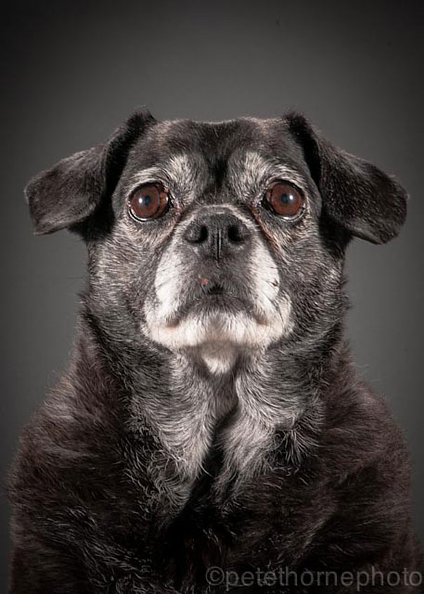 viejo-fiel-retratos-perros-pete-thorne-15