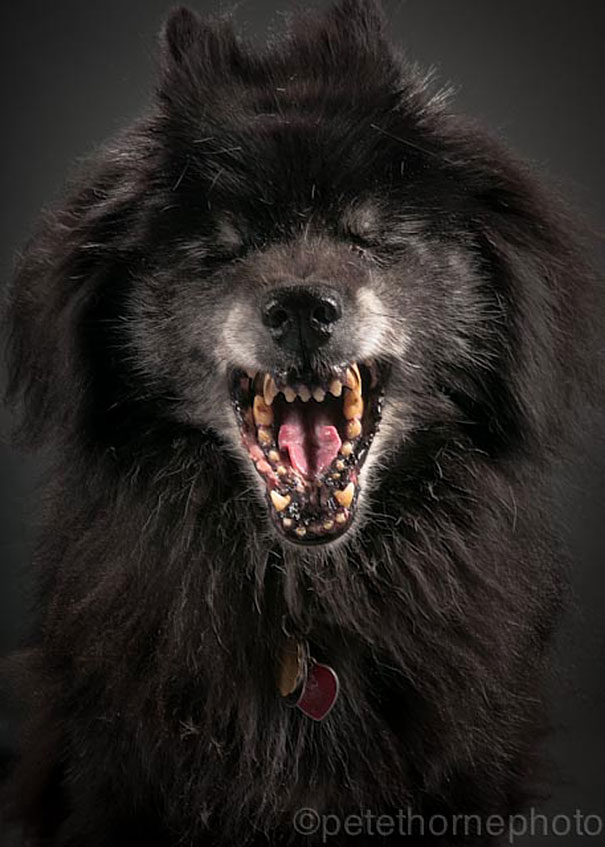 viejo-fiel-retratos-perros-pete-thorne-17