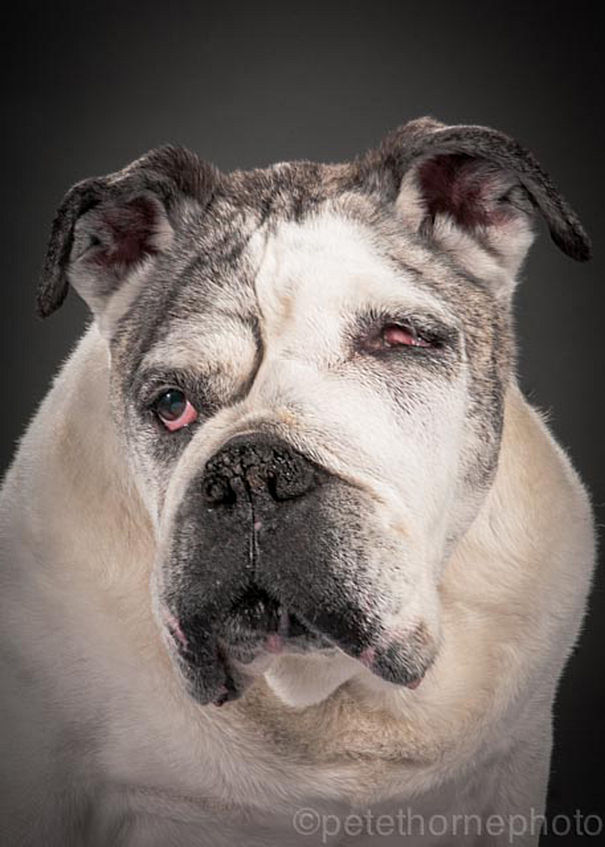 viejo-fiel-retratos-perros-pete-thorne-2