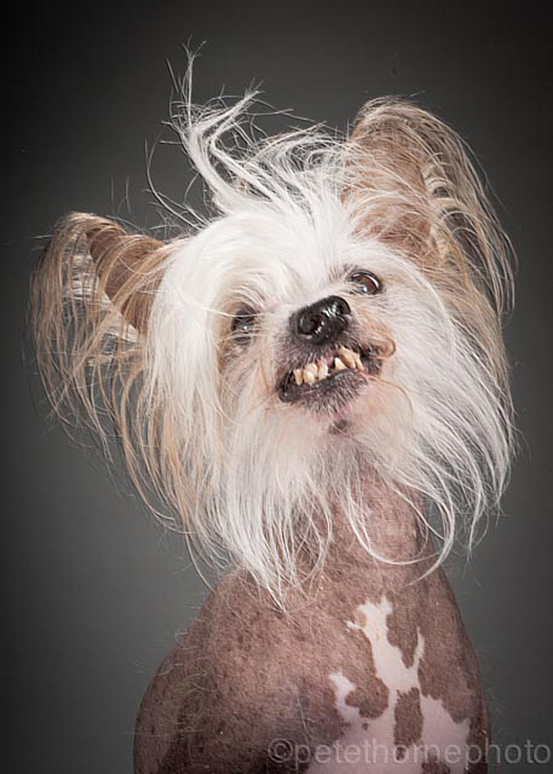viejo-fiel-retratos-perros-pete-thorne-3
