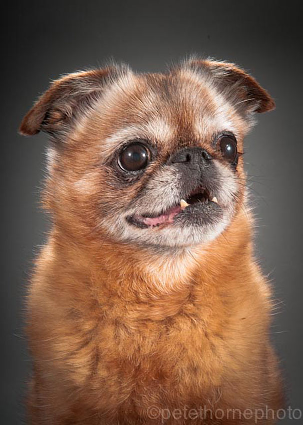 viejo-fiel-retratos-perros-pete-thorne-4
