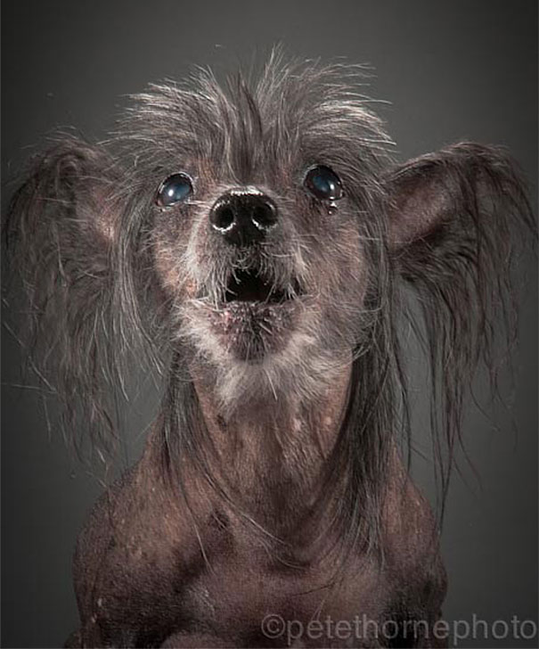 viejo-fiel-retratos-perros-pete-thorne-5
