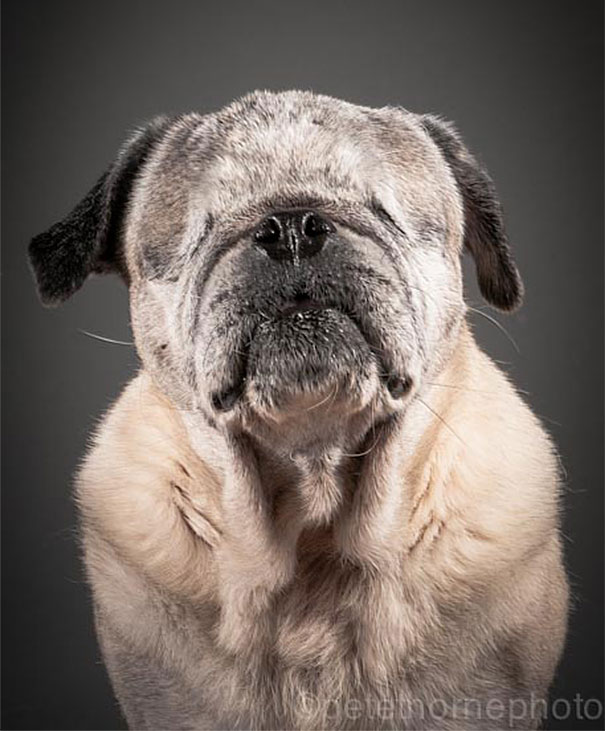 viejo-fiel-retratos-perros-pete-thorne-7