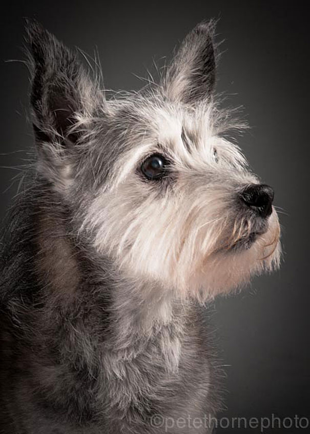 viejo-fiel-retratos-perros-pete-thorne-8
