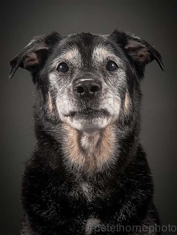 viejo-fiel-retratos-perros-pete-thorne-9