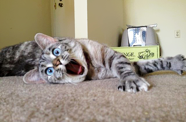Always-Curious-And-Surprised-Looking-Cat-Named-Nala2