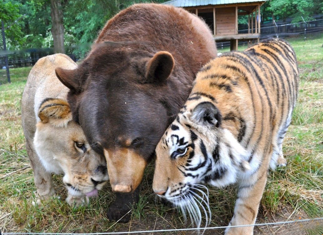 amistades-animales-inusuales (1)