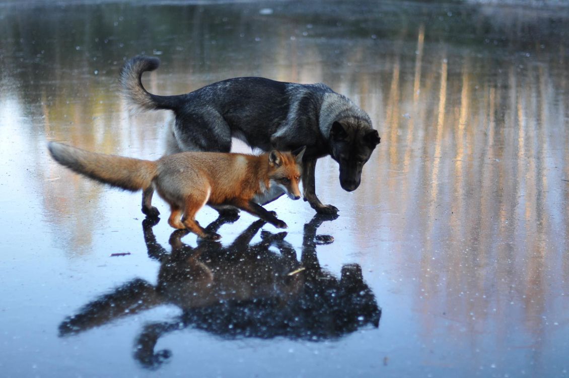 amistades-animales-inusuales (17)