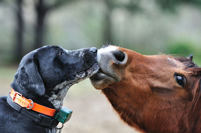 amistades-animales-inusuales (2)