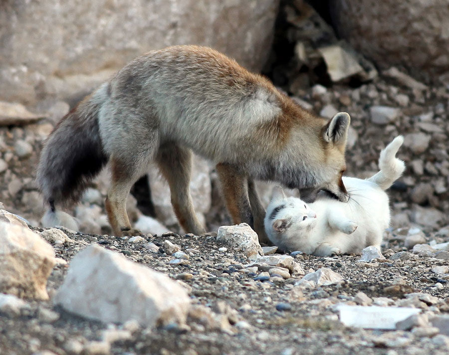 amistades-animales-inusuales (22)