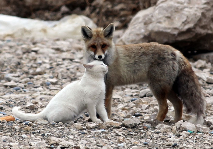 amistades-animales-inusuales (23)