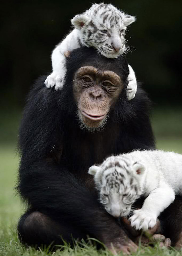 amistades-animales-inusuales (24)