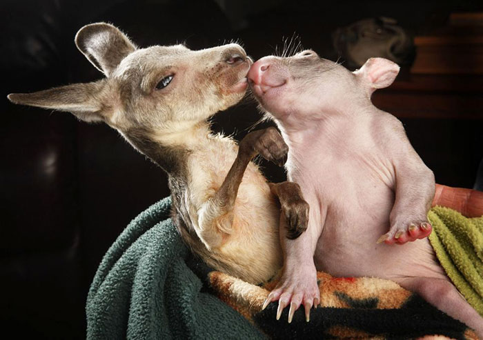 amistades-animales-inusuales (26)