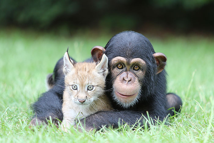 amistades-animales-inusuales (29)