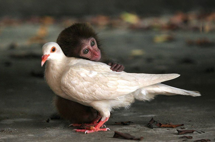 amistades-animales-inusuales (3)