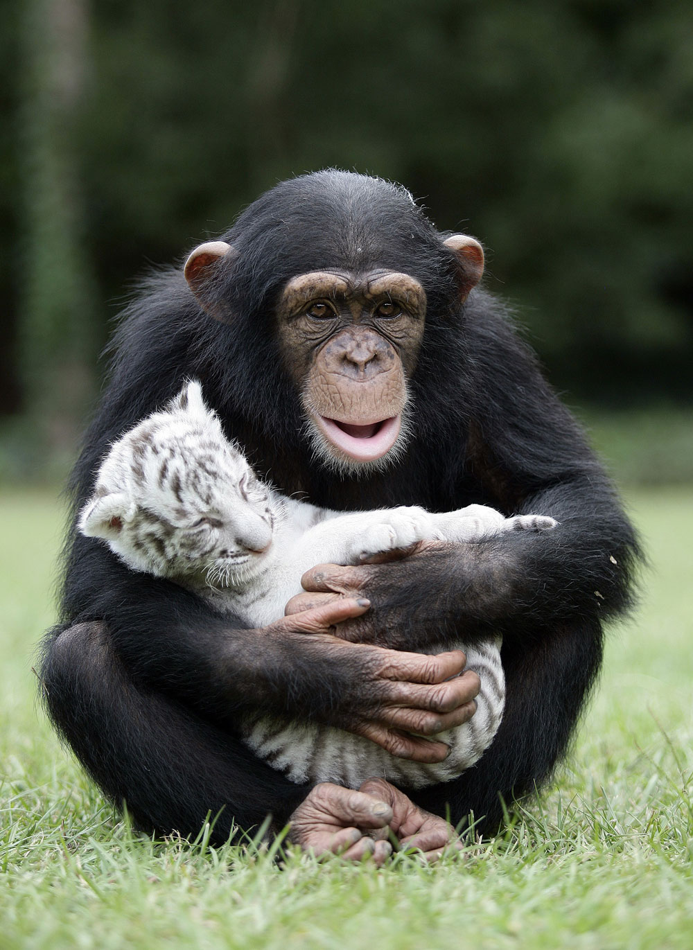 amistades-animales-inusuales (32)