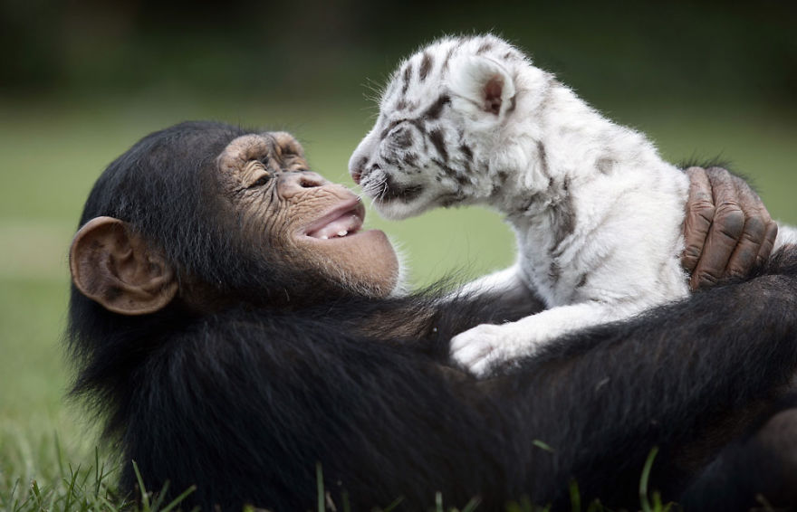 amistades-animales-inusuales (33)