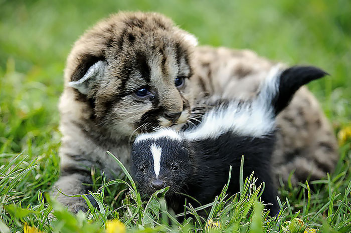 amistades-animales-inusuales (5)