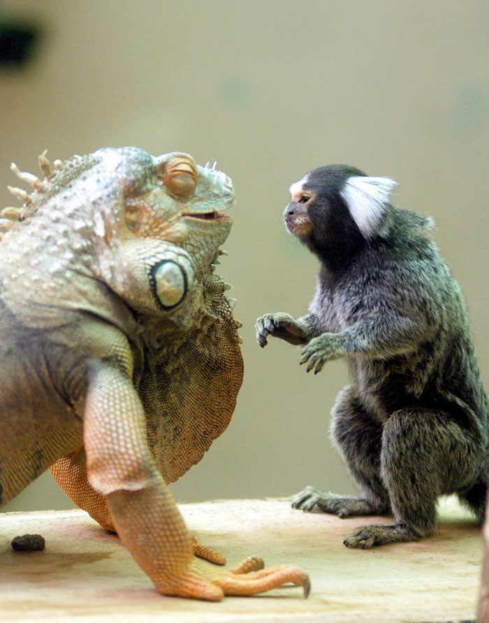 amistades-animales-inusuales (6)